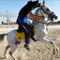 فوری فوری اسب نریان همه چی تموم کورد