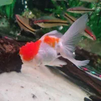 ماهی گلدفیش  بزرگ ۴ تا و ماهی کت چوبی ۱ دونه ۲۰|ماهی|تهران, حکیمیه|دیوار