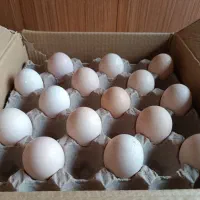 تخم مرغ محلی دوزرده و بلدرچین|خوردنی و آشامیدنی|مشهد, توس (بلوار توس)|دیوار