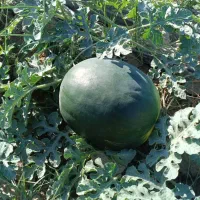 هندوانه نو سیاه ساکاتا بیضی شب یلدا|خوردنی و آشامیدنی|میناب, |دیوار