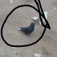 کبوتر رفتنی