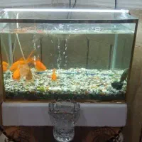 آکواریوم و ماهی های زینتی