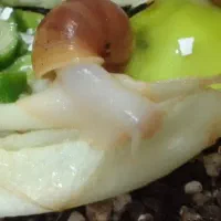 حلزون|خزنده|اهواز, کوی مهدیس|دیوار