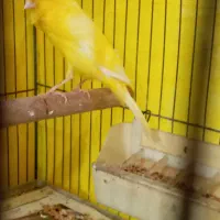 قناری سوپر کشیده بلند نر بخوان|پرنده|رشت, جهاد|دیوار