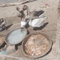 بط غاز اکراینی