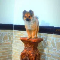 سگ پامرین سایز صفر