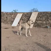 سگ توله ماده سرابی 6 ماهه|سگ|تهران, صادقیه|دیوار