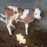 گاو|حیوانات مزرعه|شیراز, اصلاح‌نژاد|دیوار