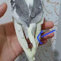 عروس هلندی ماده(لوتینو دوکت)۳ماه نیم.رام.و دستی|پرنده|لاهیجان, لیالستان|دیوار