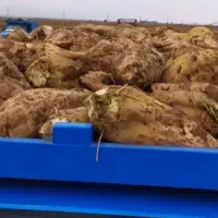 چغندر خدمت دامداران عزیز