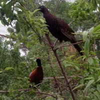 تخم مرع نطفه دار پاکستانی