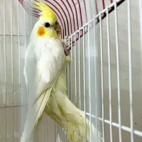 عروس هلندی|پرنده|مرودشت, ژیان|دیوار