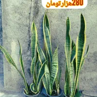گل خانگی ارزان|گل و گیاه طبیعی|بروجرد, |دیوار