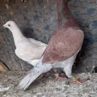 کبوتر‌مسافتی‌وآلمانی‌خال‌سیاهدار