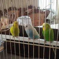 فروش سه عدد مرغ عشق با ظرف آب و ظرف غذا