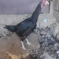 م ر غ ل ا ر ی