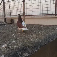 شصتی و چپ|پرنده|محمدیه-قزوین, |دیوار