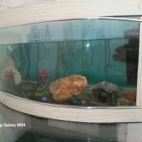 اکواریو سالم