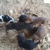 سگ پاه کوتاه|سگ|لاهیجان, بازکیاگوراب|دیوار