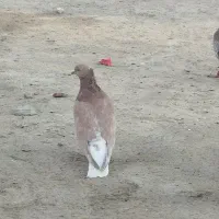 کبوتر ماده