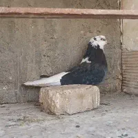 دو  عدد ماده پرشی مایه کفتر|پرنده|اصفهان, ارغوانیه|دیوار