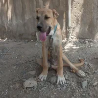توله خراسانی نر و ماده 5 ماهه