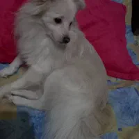 واگذاری سگ پامراشپیتز باامضای تعهدنامه نگهداری خوب