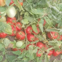گوجه درجه یک ربی