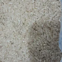 لاشه برنج فجر