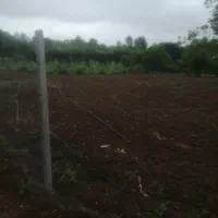 مرغداری ۲۰۰۰قطعه ای با مجوز|فروش دفتر صنعتی، کشاورزی، تجاری|لاهیجان, کوی آزادگان|دیوار