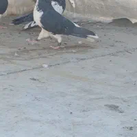 کبوترکفتر|پرنده|مشهد, آزادشهر|دیوار