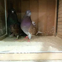 کبوترآسمان خراش