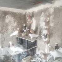 طوقی طوق زرد طوق سرخ کله سینه|پرنده|شیراز, کوشک میدان|دیوار