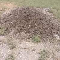 کود مرغی تمیز با کیفیت