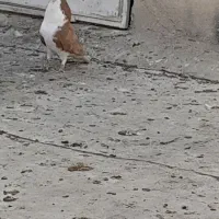 کبوتر حرفه ای|پرنده|فردیس, سرحدی|دیوار