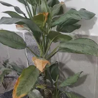 گل با گلدان فروشی