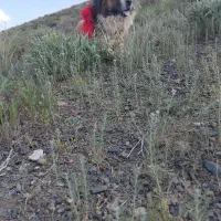 سگ گله اصفهان