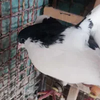 کبوتر|پرنده|قزوین, |دیوار