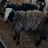بره نر چاق