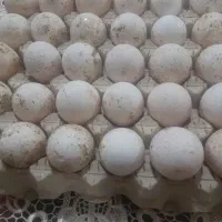 تخم نطفه دار بوقلمون