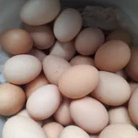 تخم مرغ محلی روستا