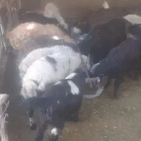 گوسفند زنده کهره بره