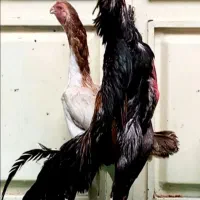 تخم نطفه دار لاری اوشامو وارداتی