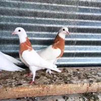 طوقی زرد و سیاه و سرخ