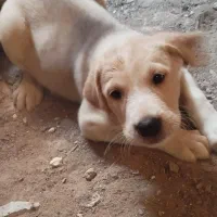 واگذاری سگ|سگ|قم, آزادگان|دیوار