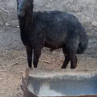 بره نر