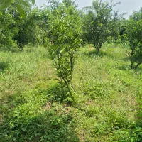 فروش-زمین-240متر-تجین-کلا