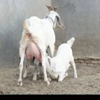 شاه بزسانن زاییده جوان3کیلوشیرچندقلوزاجنس بالایه|حیوانات مزرعه|کاشمر, |دیوار