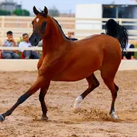 خرید فروش انواع اسب