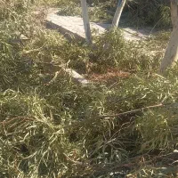 برگ  اکالیپتوس|خدمات باغبانی و درختکاری|قم, زنبیل آباد|دیوار